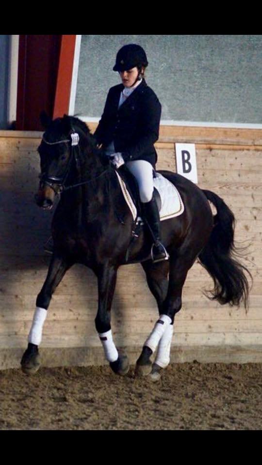 Dansk Varmblod Lindelygaards Atlantis billede 4