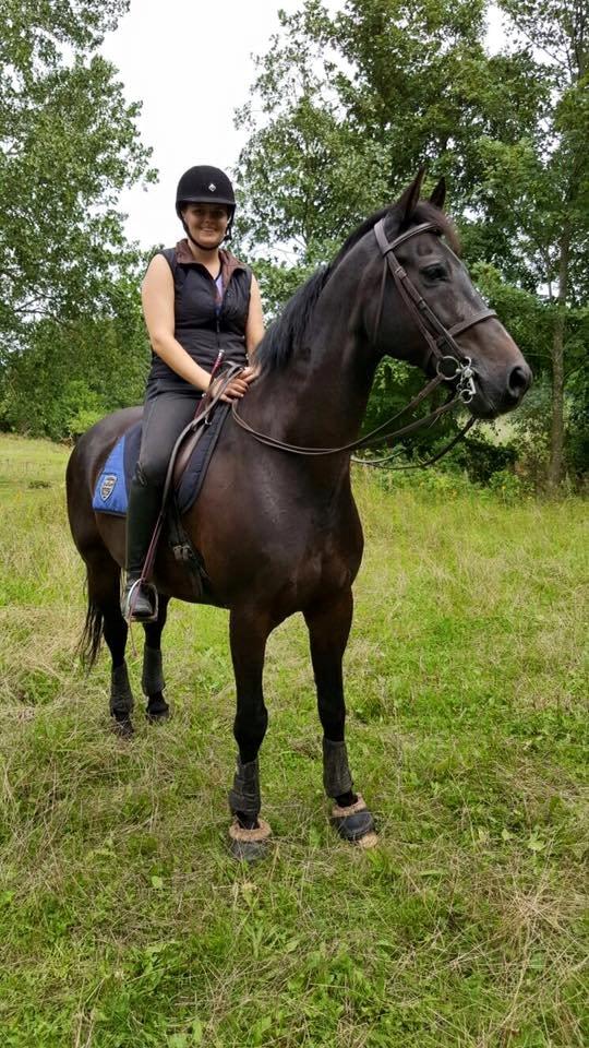 Dansk Varmblod Lindelygaards Atlantis billede 8