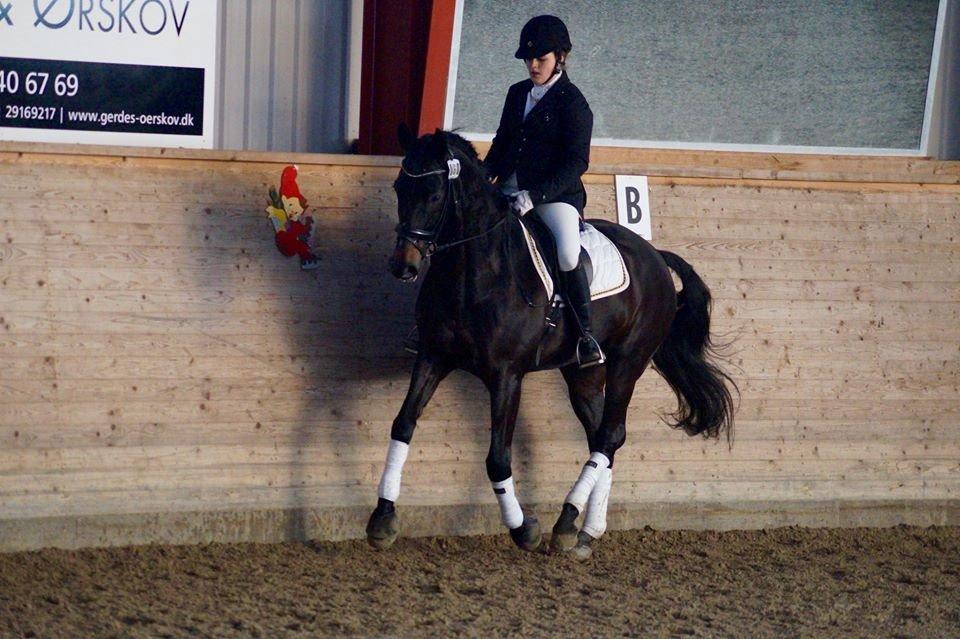 Dansk Varmblod Lindelygaards Atlantis billede 9