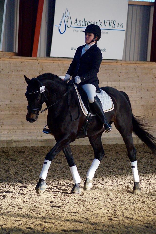 Dansk Varmblod Lindelygaards Atlantis billede 11