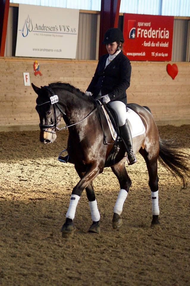 Dansk Varmblod Lindelygaards Atlantis billede 12