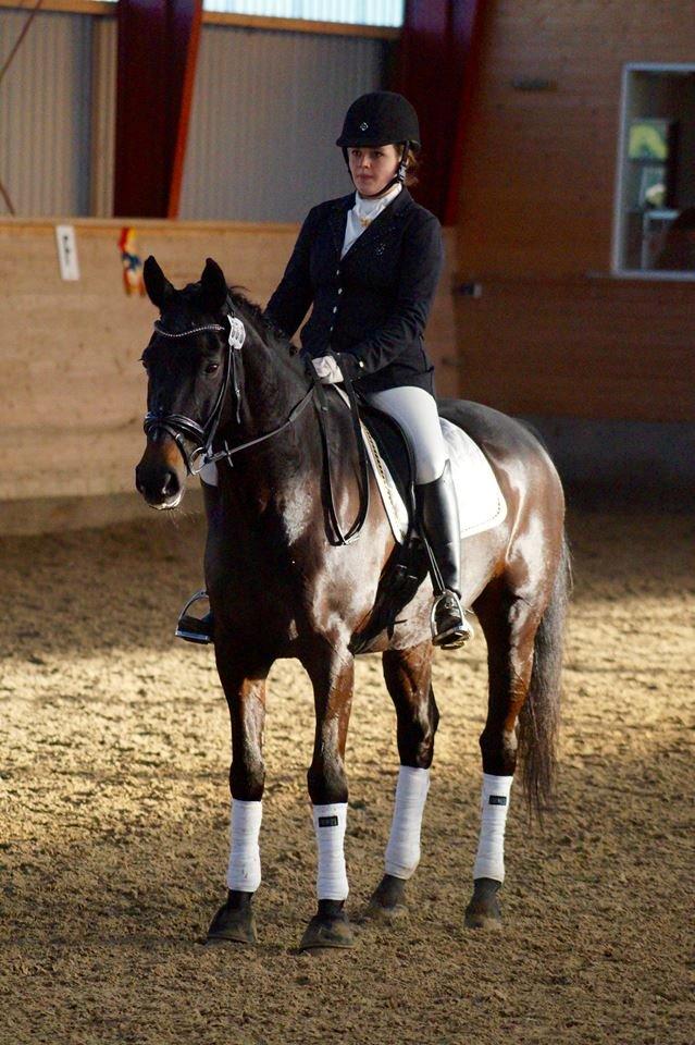 Dansk Varmblod Lindelygaards Atlantis billede 10