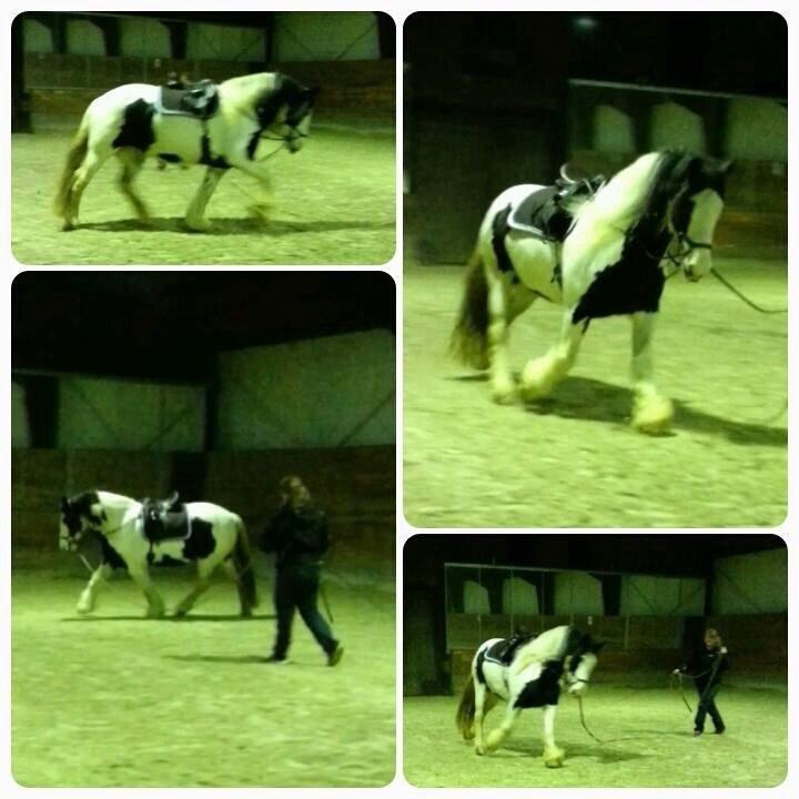 Irish Cob Fay Næbbets free hope "Himlens smukkeste Hest"  billede 7