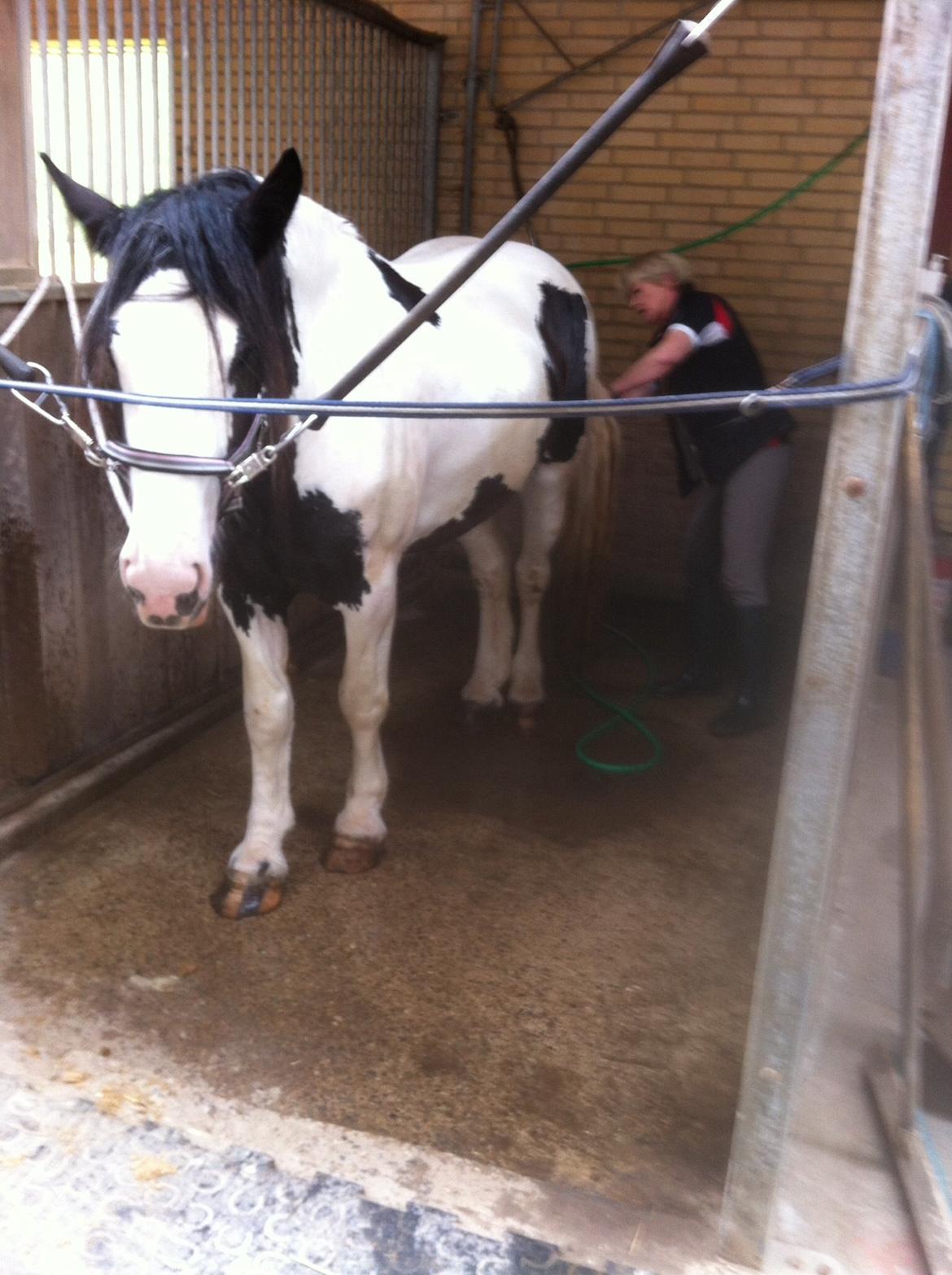 Irish Cob Fay Næbbets free hope "Himlens smukkeste Hest"  billede 8