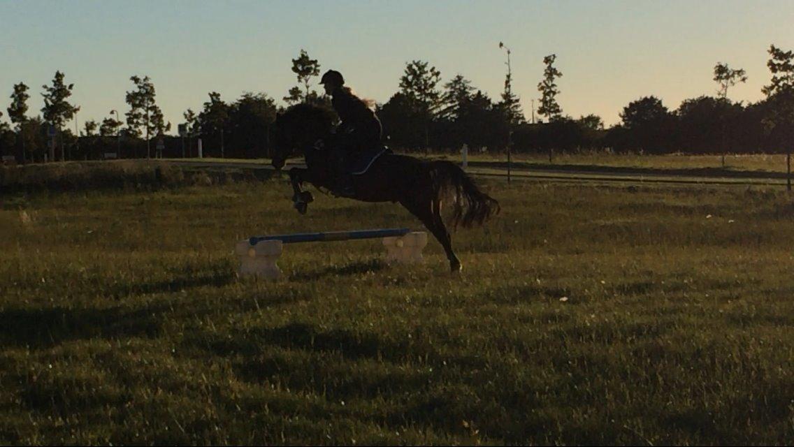 Tysk Sportspony Kulis Bailando billede 2