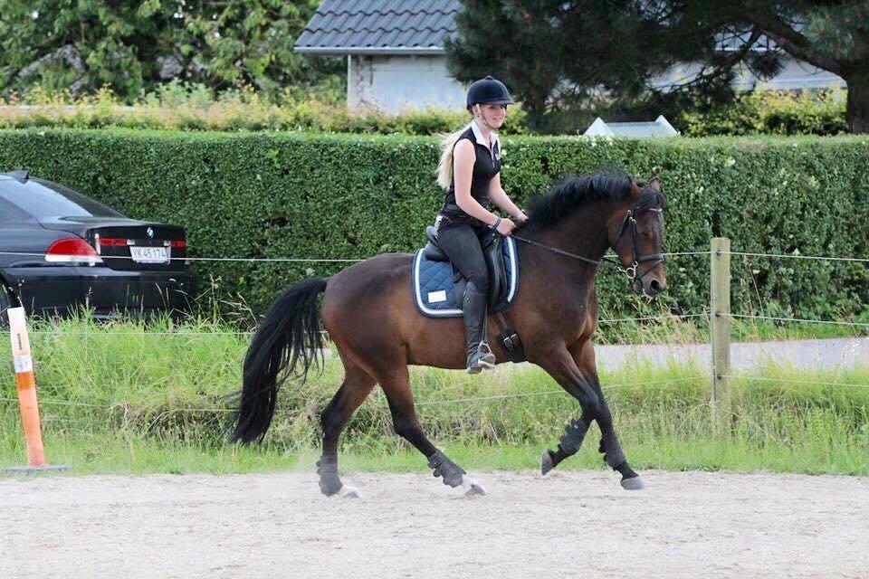 Tysk Sportspony Kulis Bailando billede 4