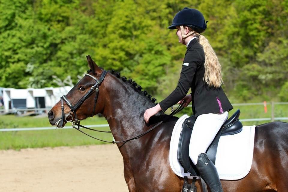 Tysk Sportspony Kulis Bailando billede 5