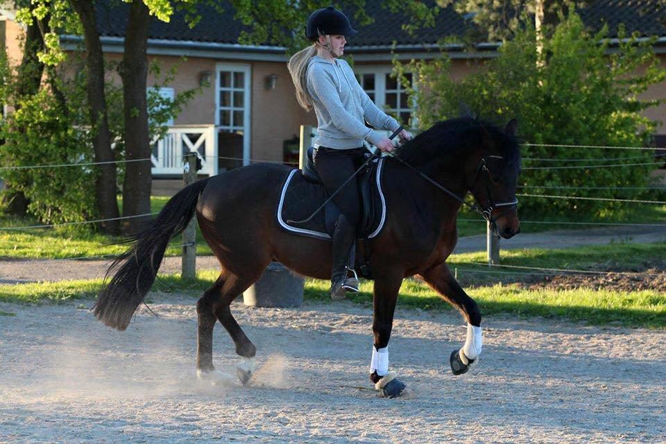 Tysk Sportspony Kulis Bailando billede 6