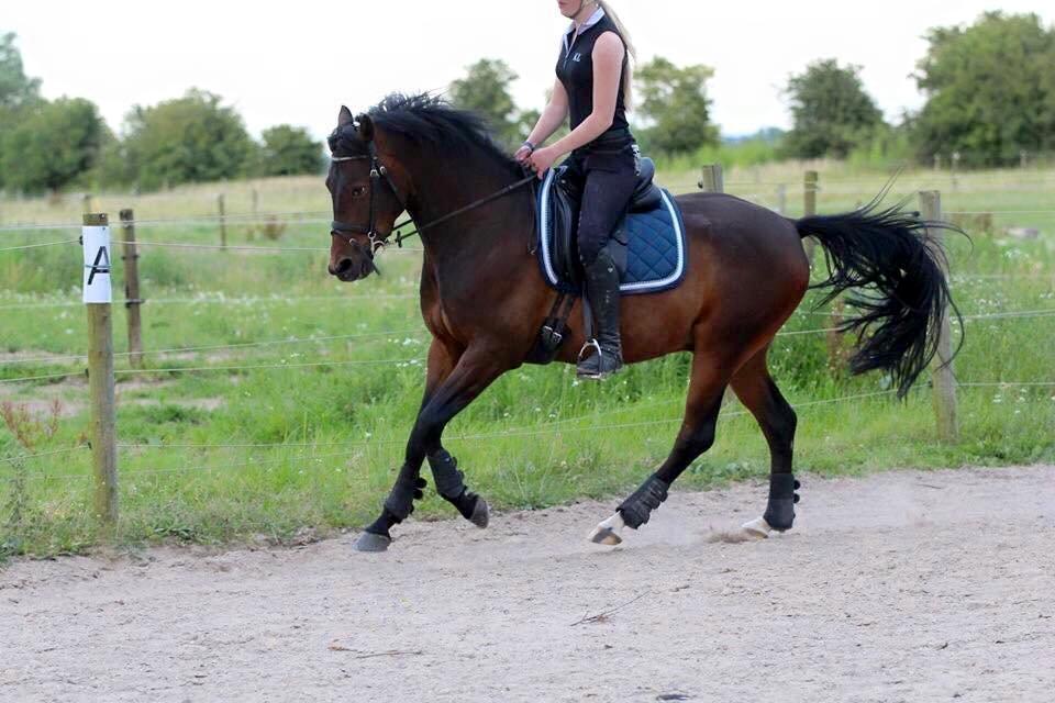 Tysk Sportspony Kulis Bailando billede 3