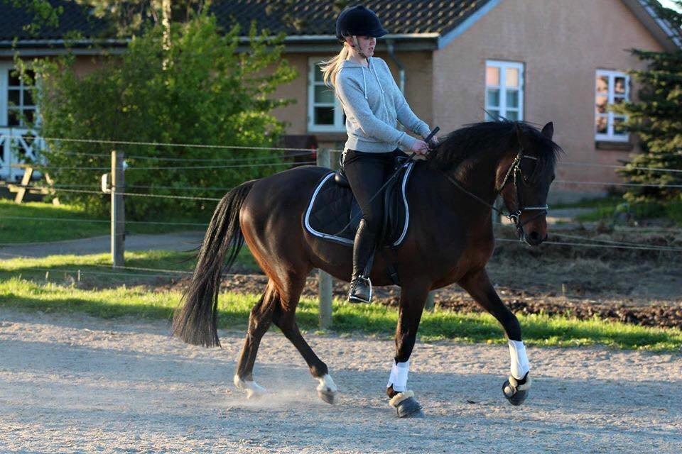 Tysk Sportspony Kulis Bailando billede 7