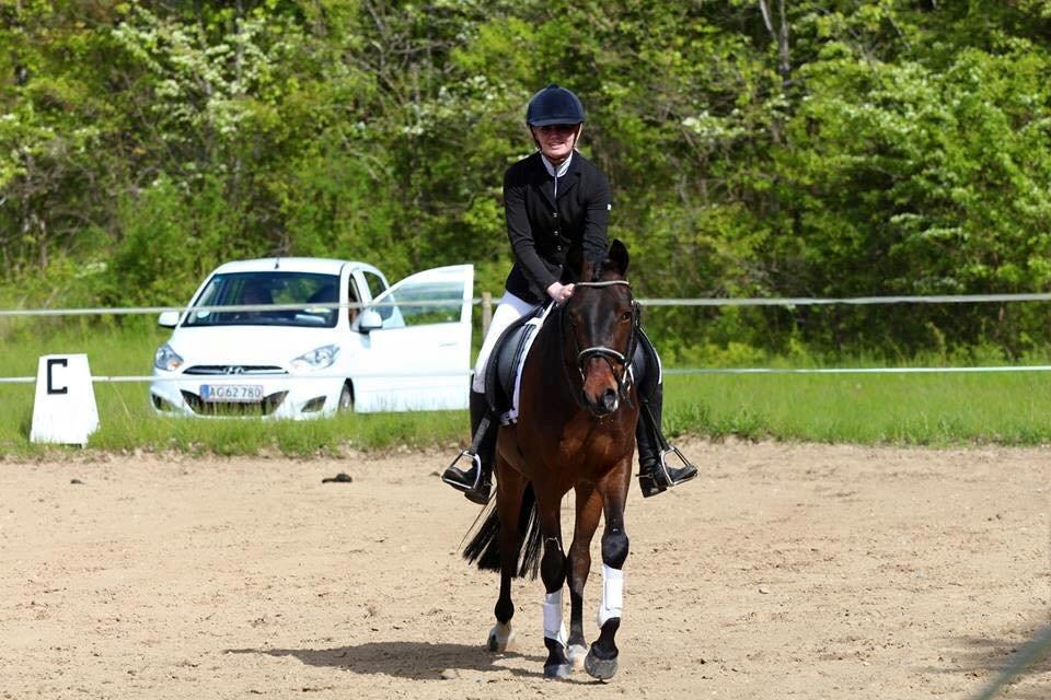 Tysk Sportspony Kulis Bailando billede 8