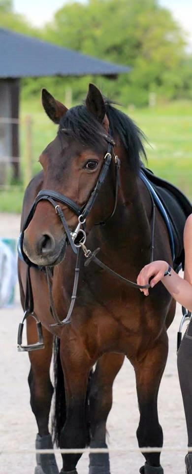 Tysk Sportspony Kulis Bailando billede 9