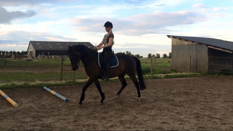 Tysk Sportspony Kulis Bailando billede 11