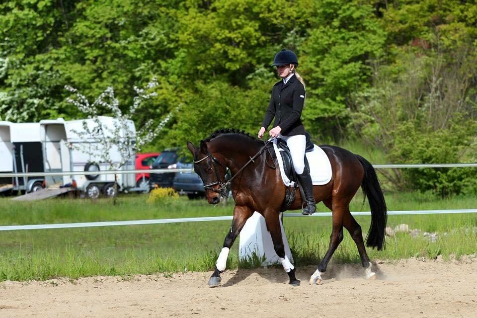 Tysk Sportspony Kulis Bailando billede 12