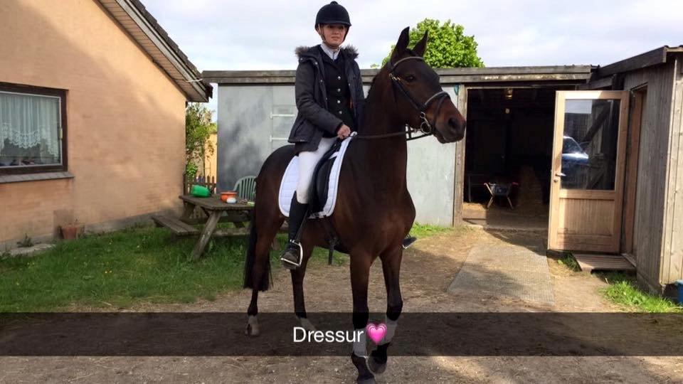 Tysk Sportspony Kulis Bailando billede 13