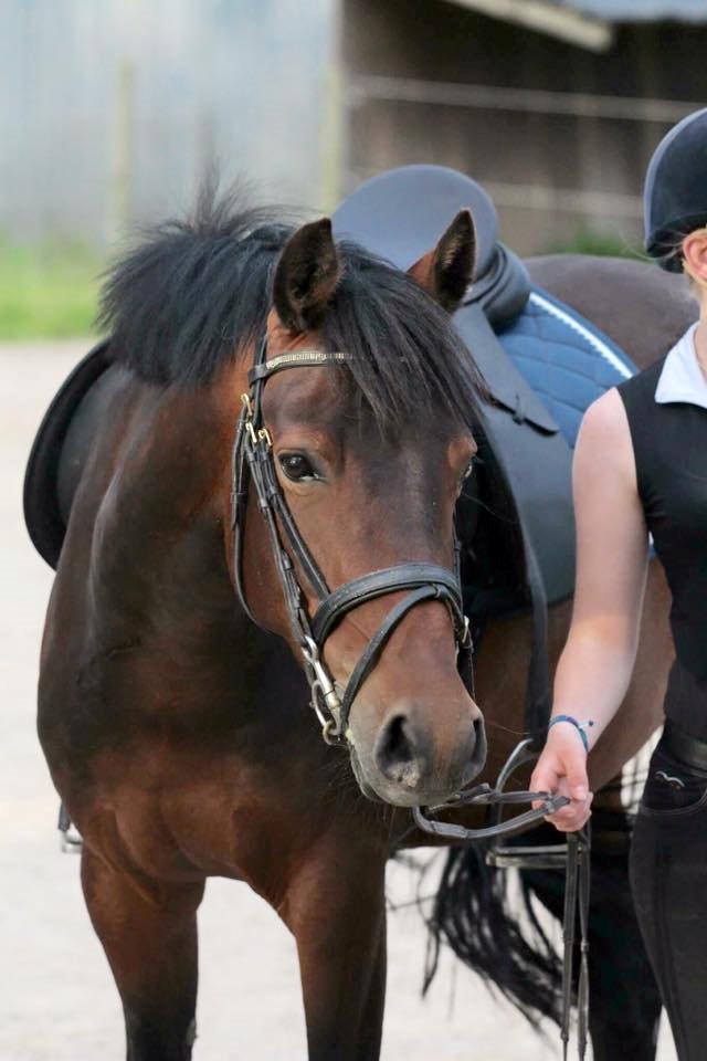 Tysk Sportspony Kulis Bailando billede 10