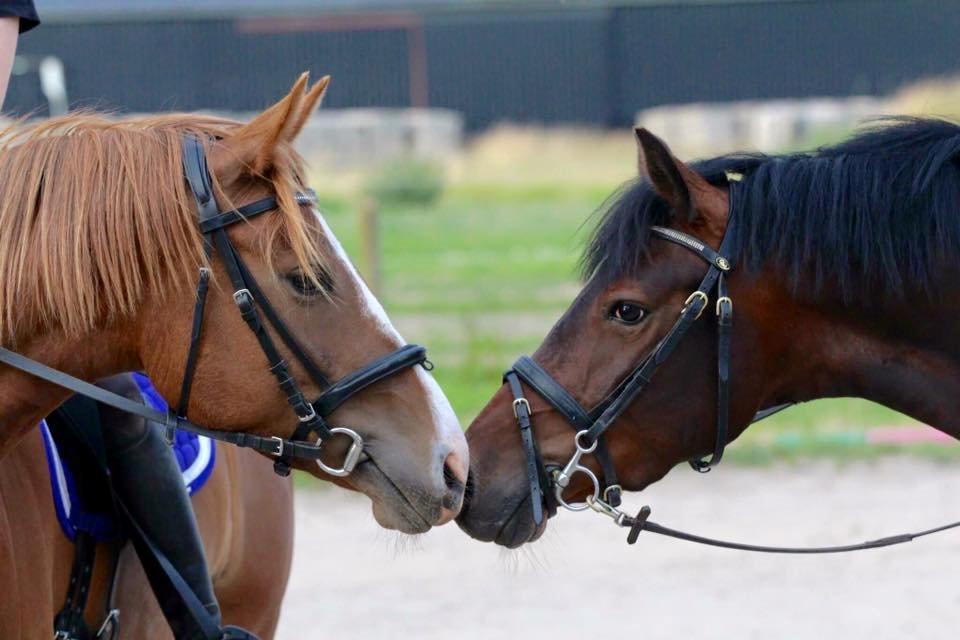 Tysk Sportspony Kulis Bailando billede 15