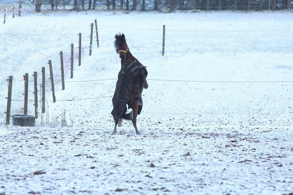 Tysk Sportspony Kulis Bailando billede 16