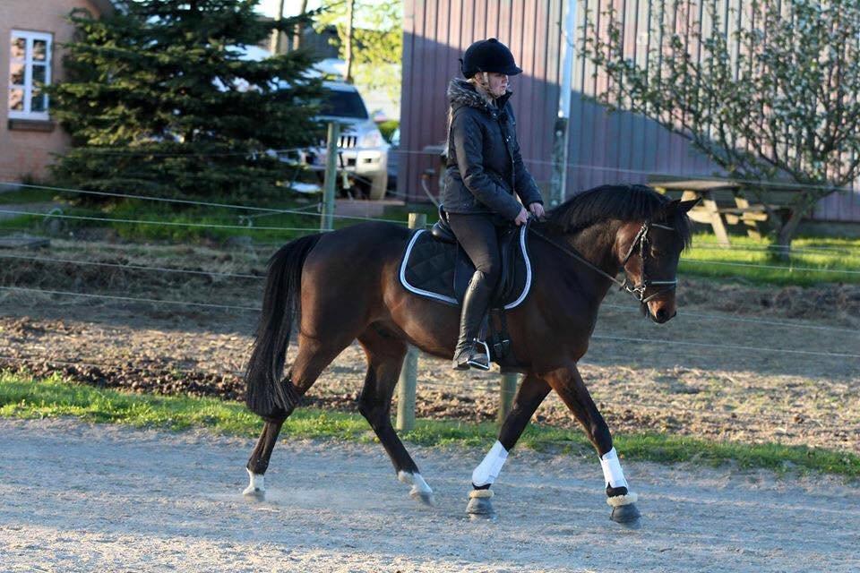 Tysk Sportspony Kulis Bailando billede 14