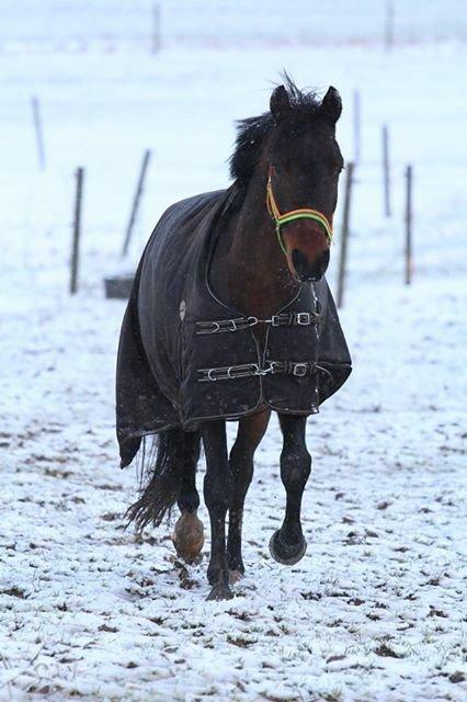 Tysk Sportspony Kulis Bailando billede 17