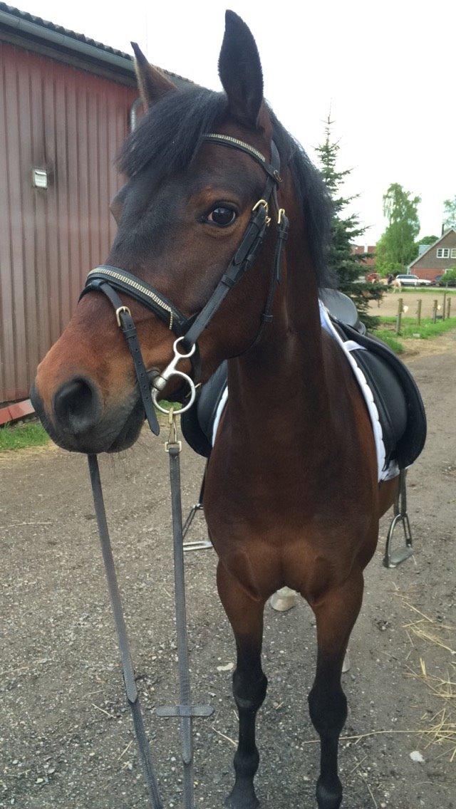 Tysk Sportspony Kulis Bailando billede 18