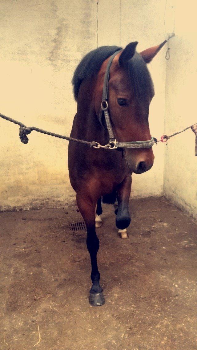 Tysk Sportspony Kulis Bailando billede 19