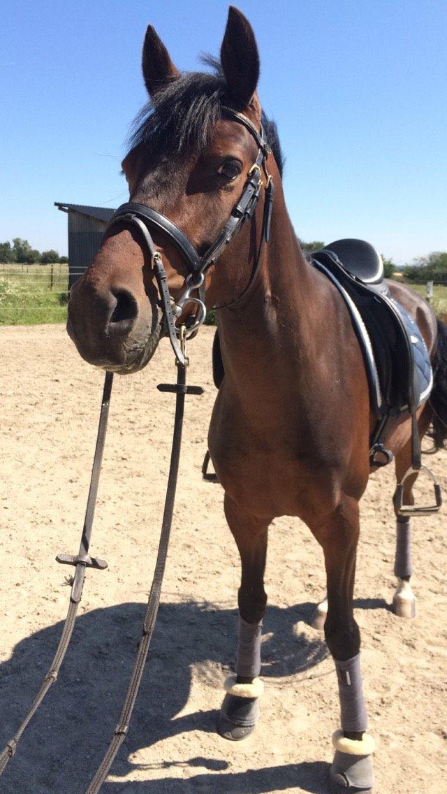 Tysk Sportspony Kulis Bailando billede 20