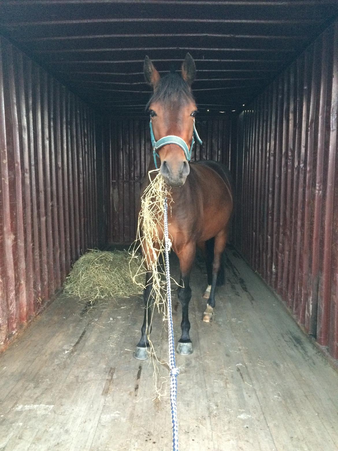 Tysk Sportspony Kulis Bailando billede 22