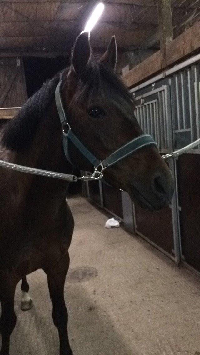 Tysk Sportspony Kulis Bailando billede 21