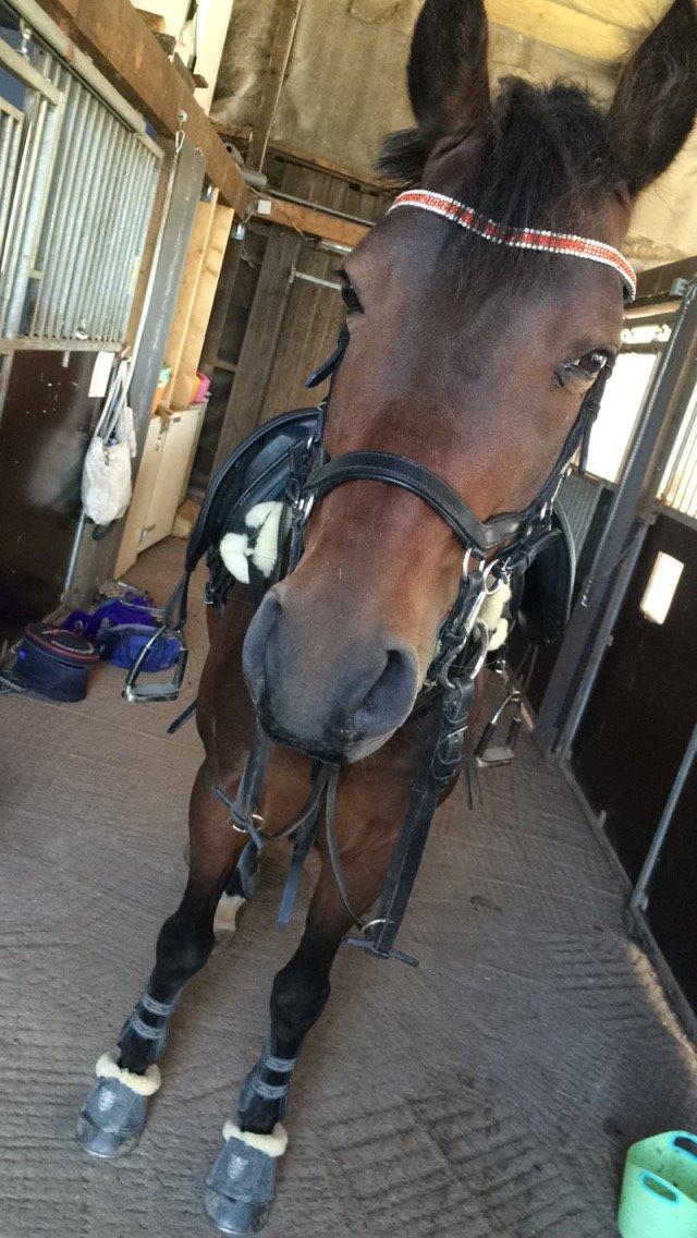 Tysk Sportspony Kulis Bailando billede 23