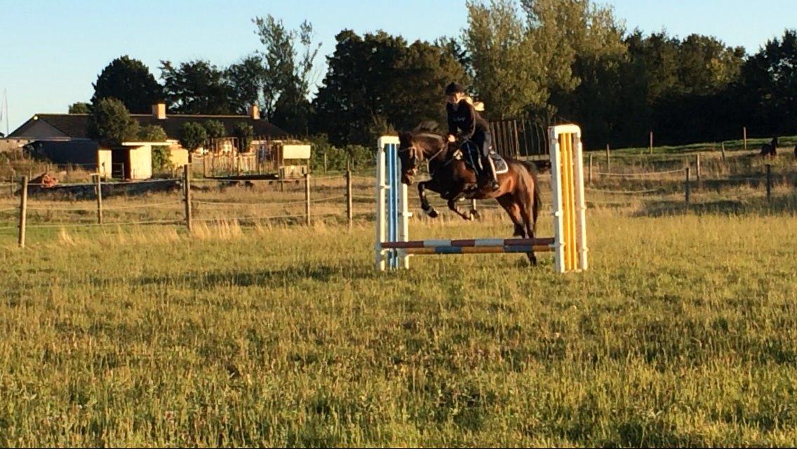 Tysk Sportspony Kulis Bailando billede 24