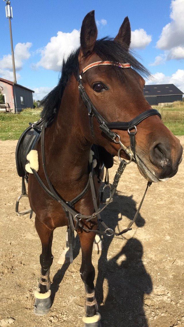 Tysk Sportspony Kulis Bailando billede 1