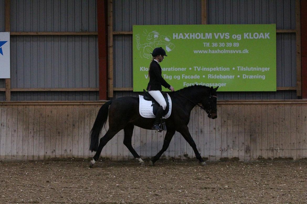 Tysk Sportspony Kulis Bailando billede 25