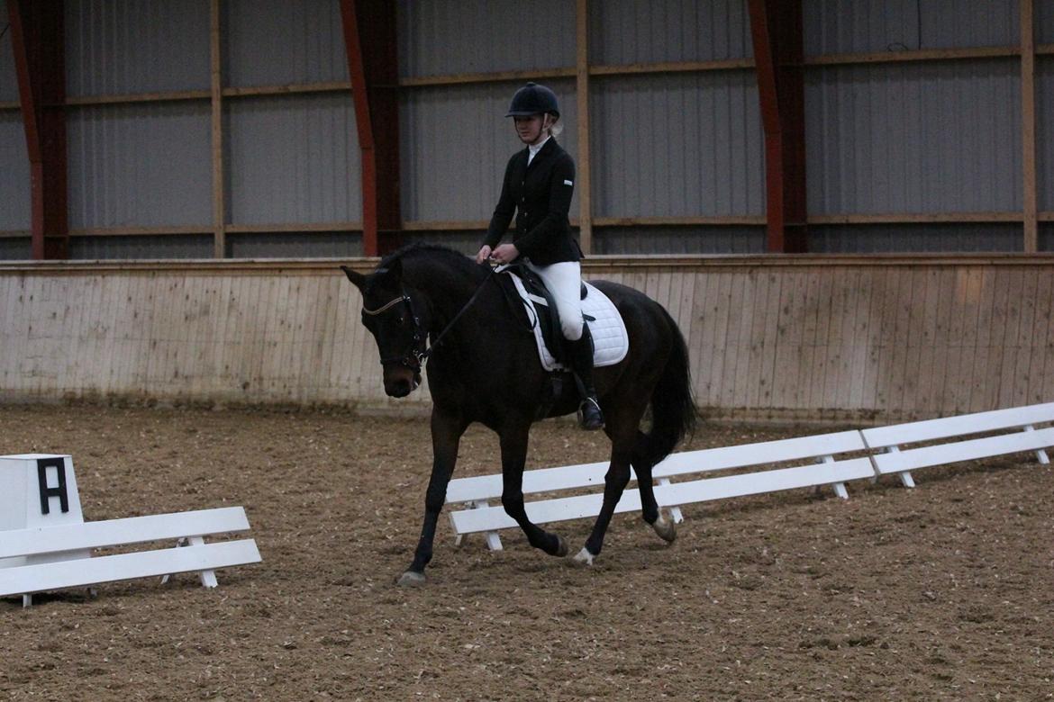 Tysk Sportspony Kulis Bailando billede 26