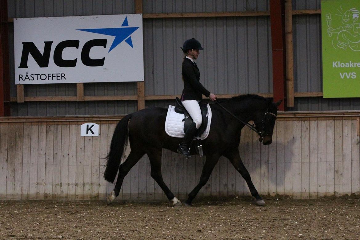 Tysk Sportspony Kulis Bailando billede 27