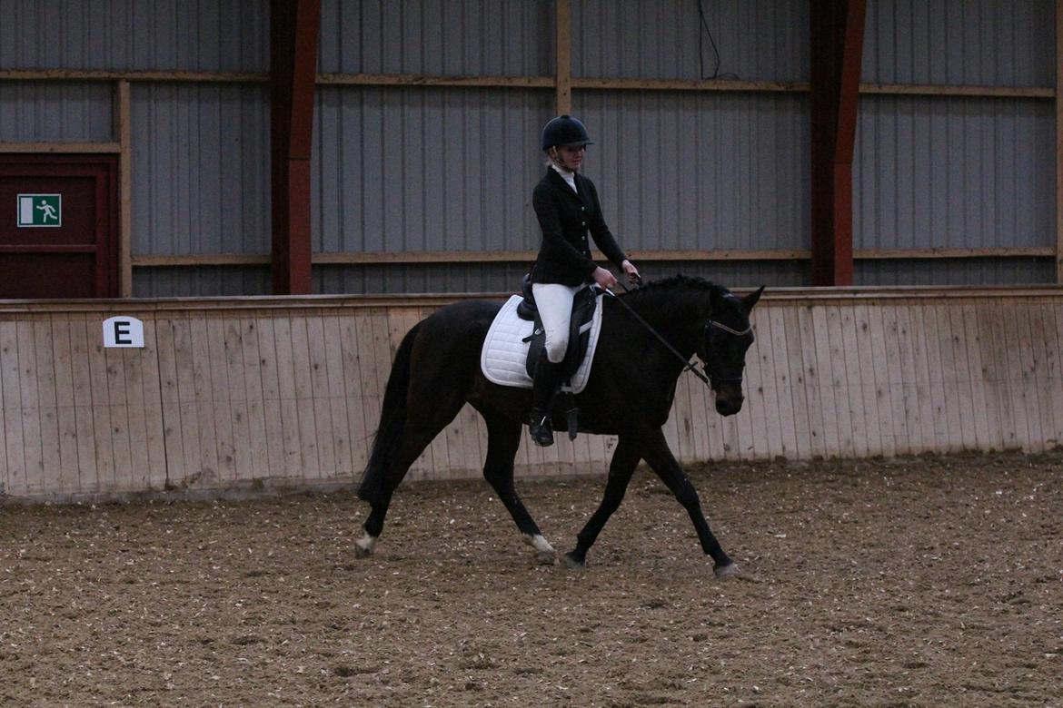 Tysk Sportspony Kulis Bailando billede 28