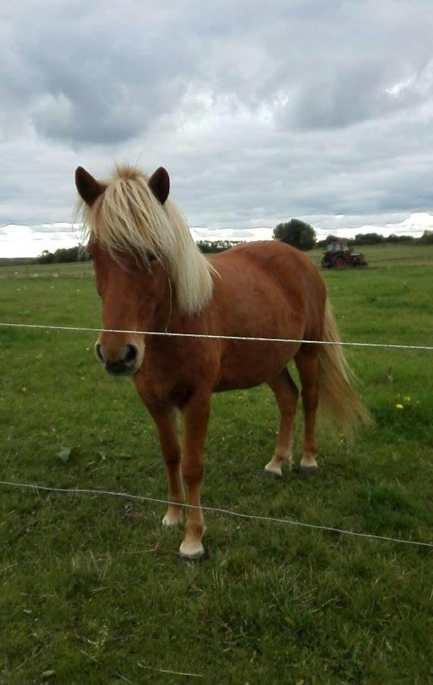 Islænder Rönja fra Ravnstrup billede 2