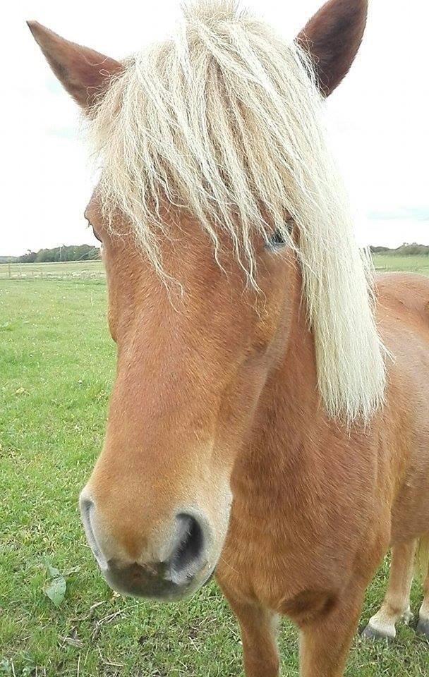 Islænder Rönja fra Ravnstrup billede 4