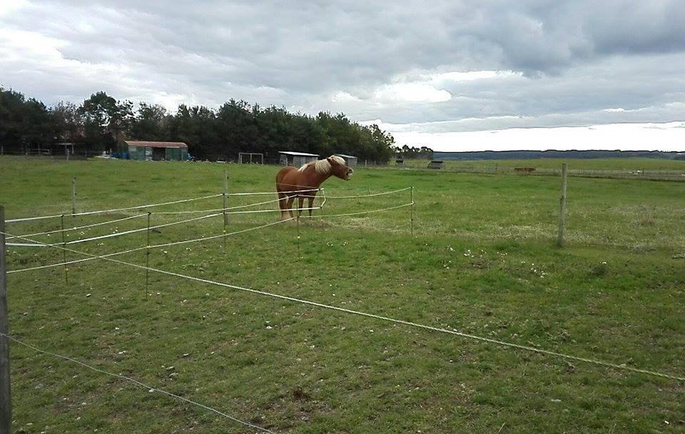 Islænder Rönja fra Ravnstrup billede 3
