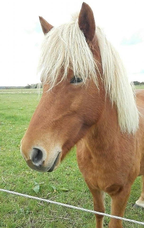 Islænder Rönja fra Ravnstrup billede 6