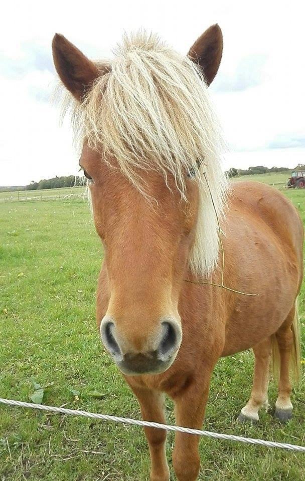 Islænder Rönja fra Ravnstrup billede 5