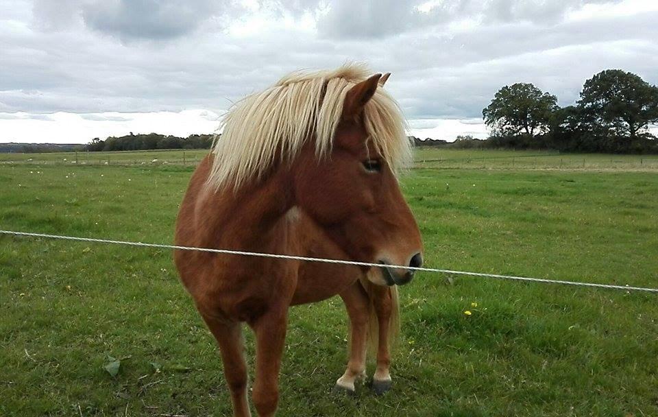 Islænder Rönja fra Ravnstrup billede 7