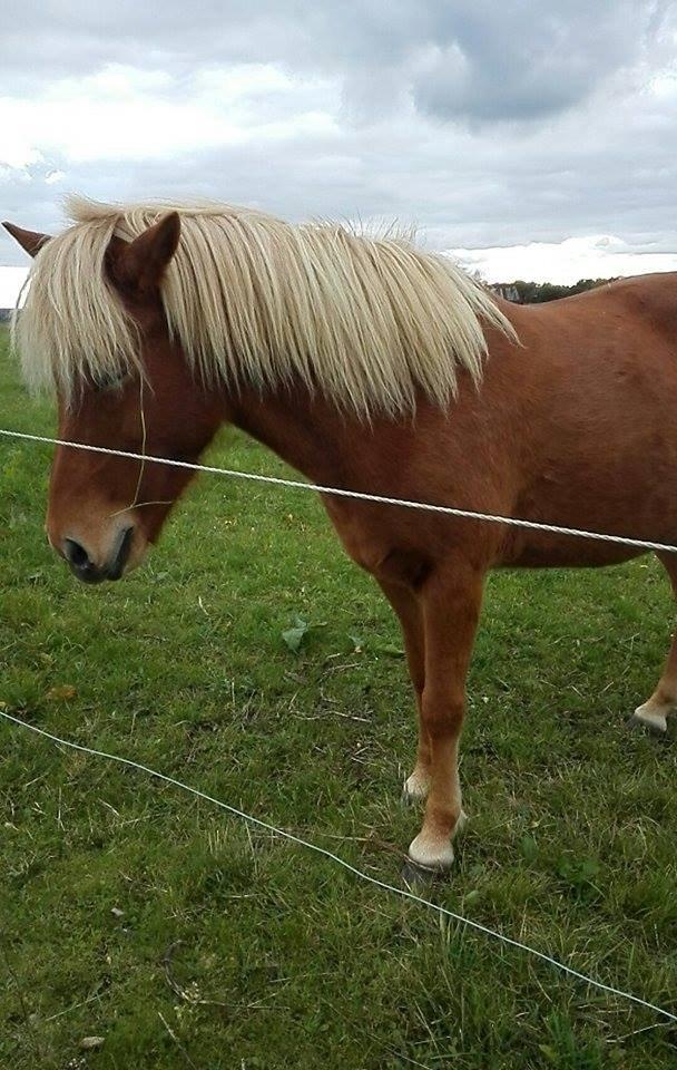 Islænder Rönja fra Ravnstrup billede 8