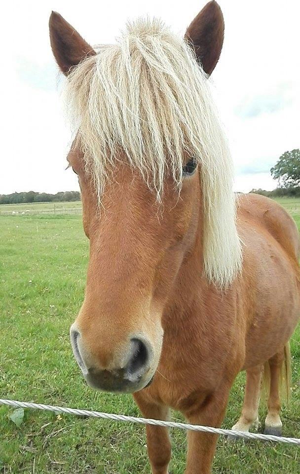 Islænder Rönja fra Ravnstrup billede 1