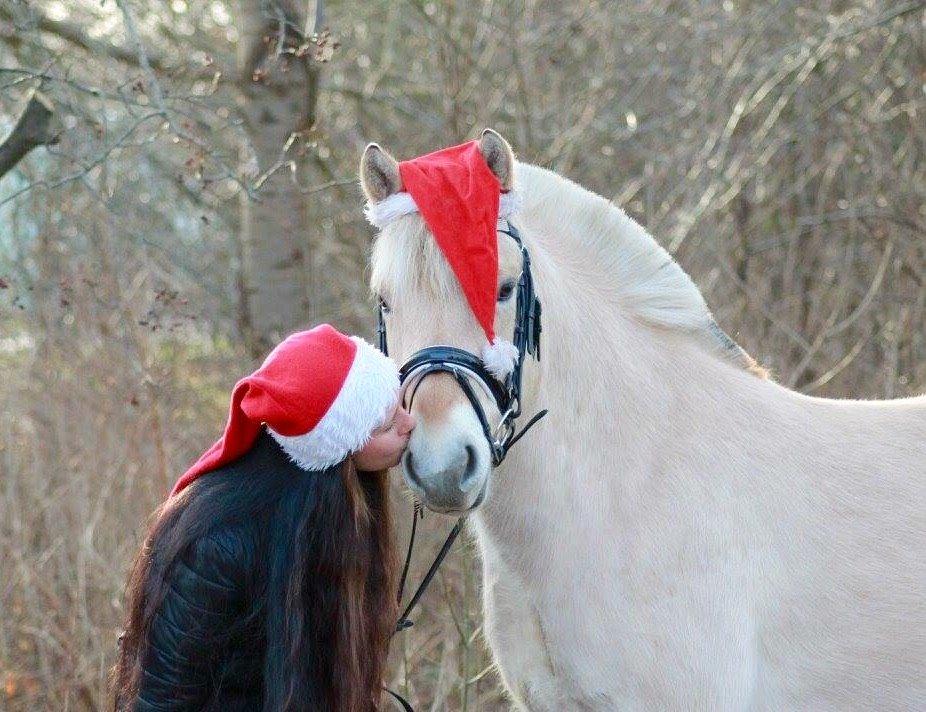 Fjordhest Hjorthøj's Tro billede 16