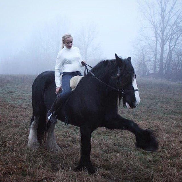 Irish Cob Lady Giga Of Ireland billede 23