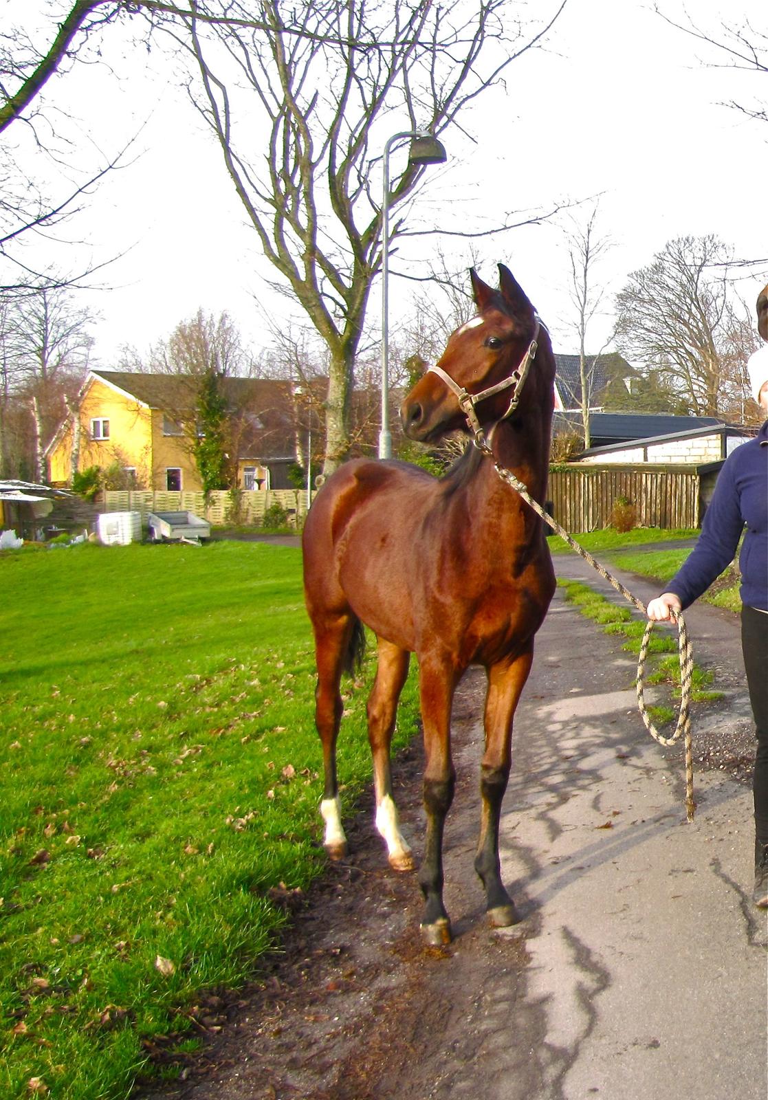 Dansk Varmblod Samsara S - 10 måneder  billede 10