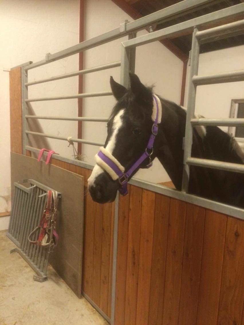 Paint Eskelunds Helga <3  - Lige ankommet ved hendes nye familie <3 <3  billede 8