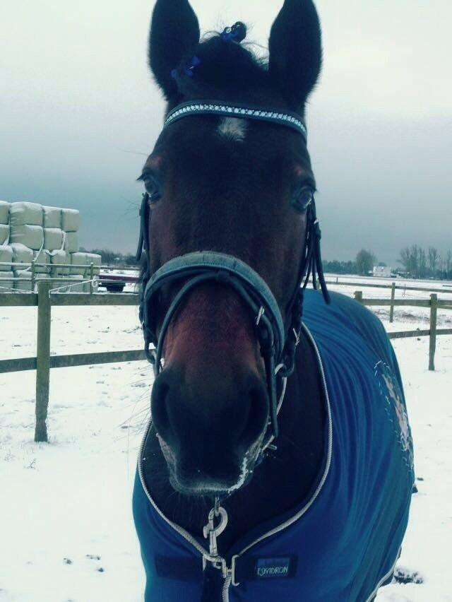 Hollandsk Varmblod Ravel billede 19