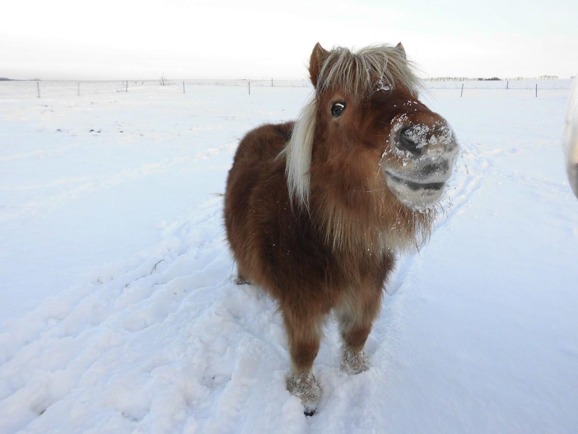 Shetlænder Flintdales Bjørk R.I.P  - Velkommen til bjørks profil :) billede 1